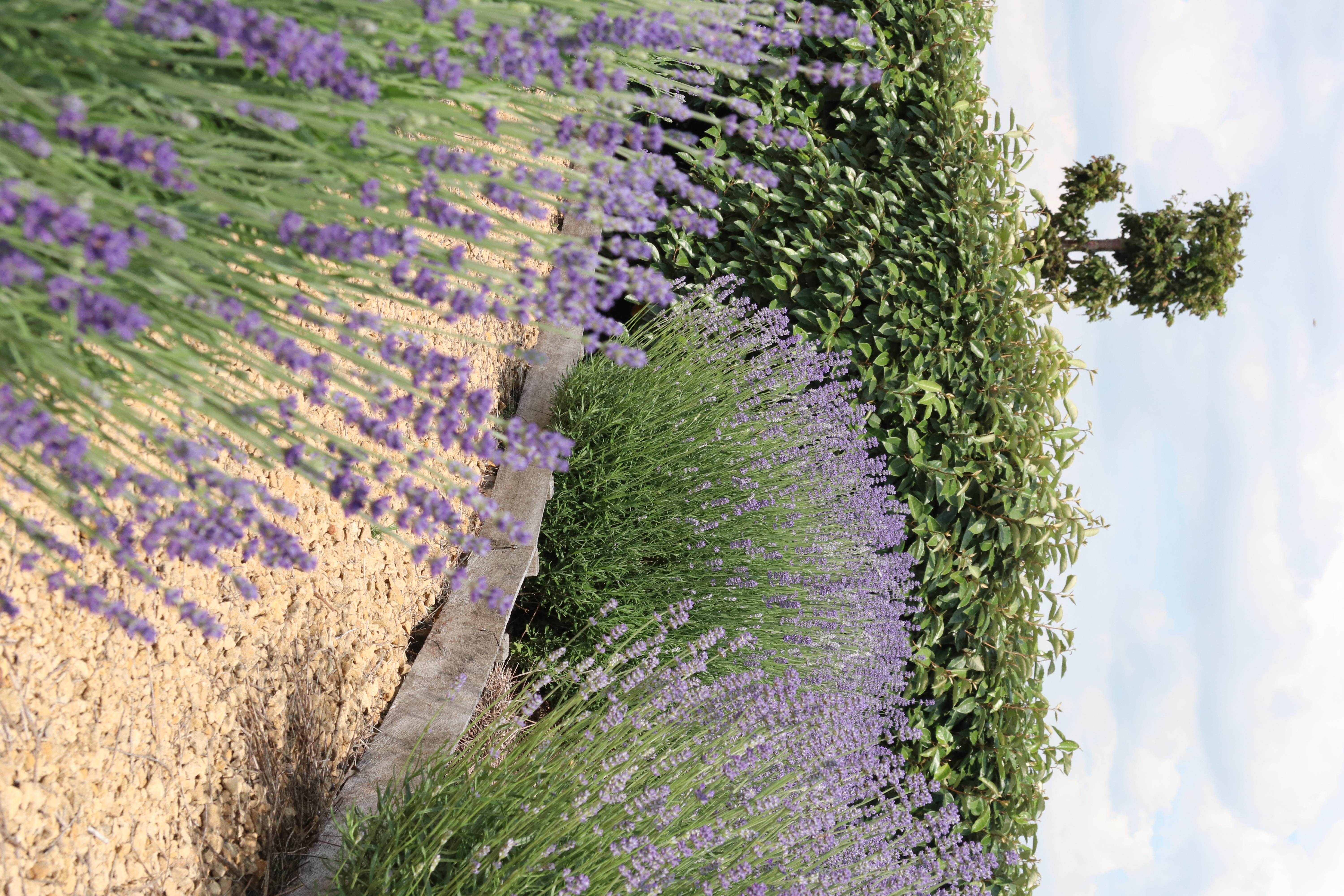 Premium basics 4x 6 pack Lavendel angustifolia - Ø7 cm (48269)