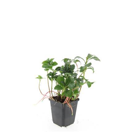 Garden basics 48x Pachysandra term. 'Green Sheen' - ↕10-25cm - Ø9cm (50489)