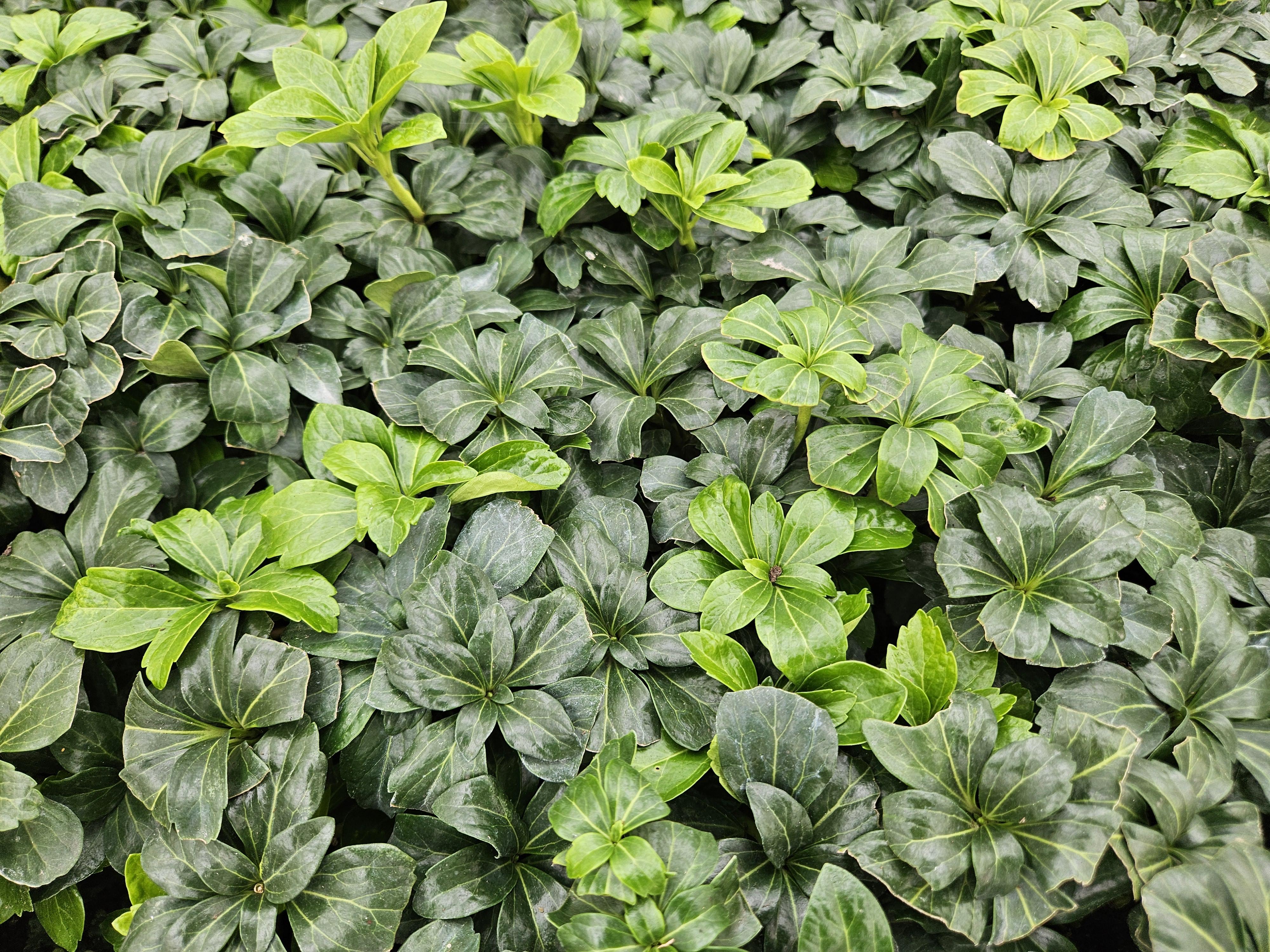 Garden basics 48x Pachysandra term. 'Green Sheen' - ↕10-25cm - Ø9cm (50489)