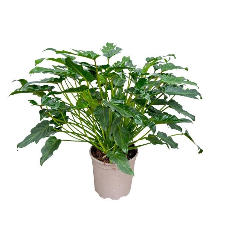 Philodendron Xanadu (46194)