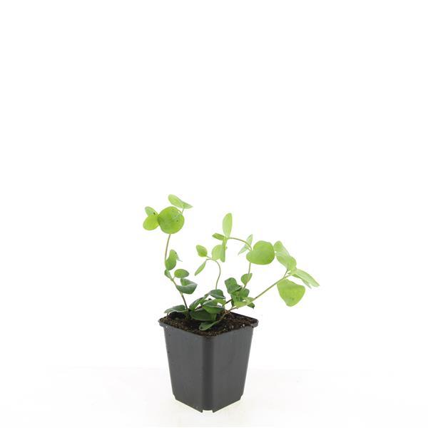 Garden basics 48x Vinca major - ↕10-25cm - Ø9cm (50487)