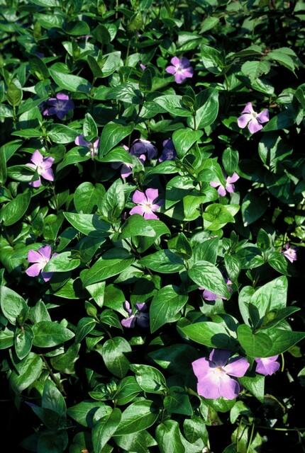 Garden basics 48x Vinca major - ↕10-25cm - Ø9cm (50487)