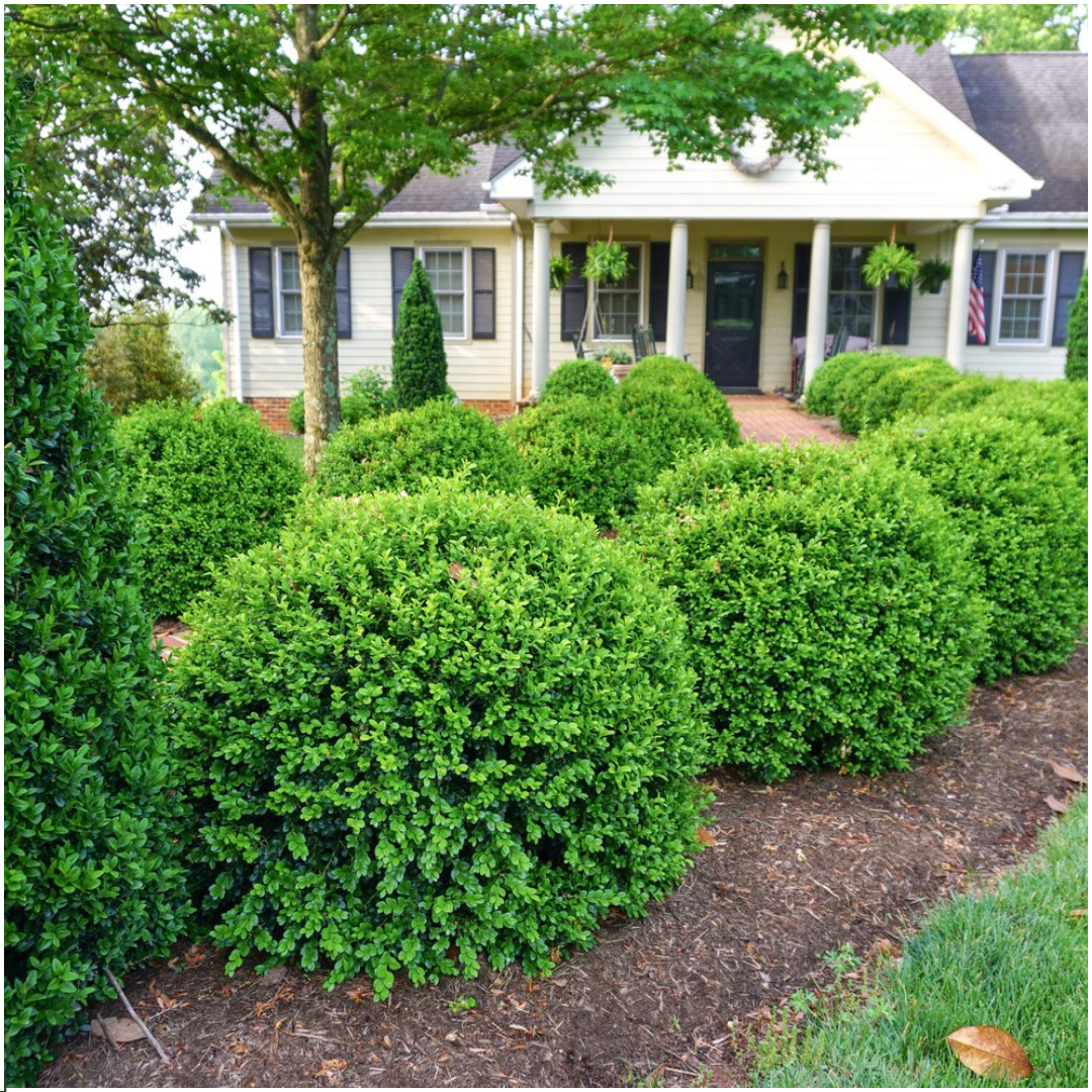 Plants by frank "Buxus NewGen Freedom 6-Pack – Winterharde Groenblijvende Struiken 6 x Ø7 cm | Compacte Buxus" (50230)