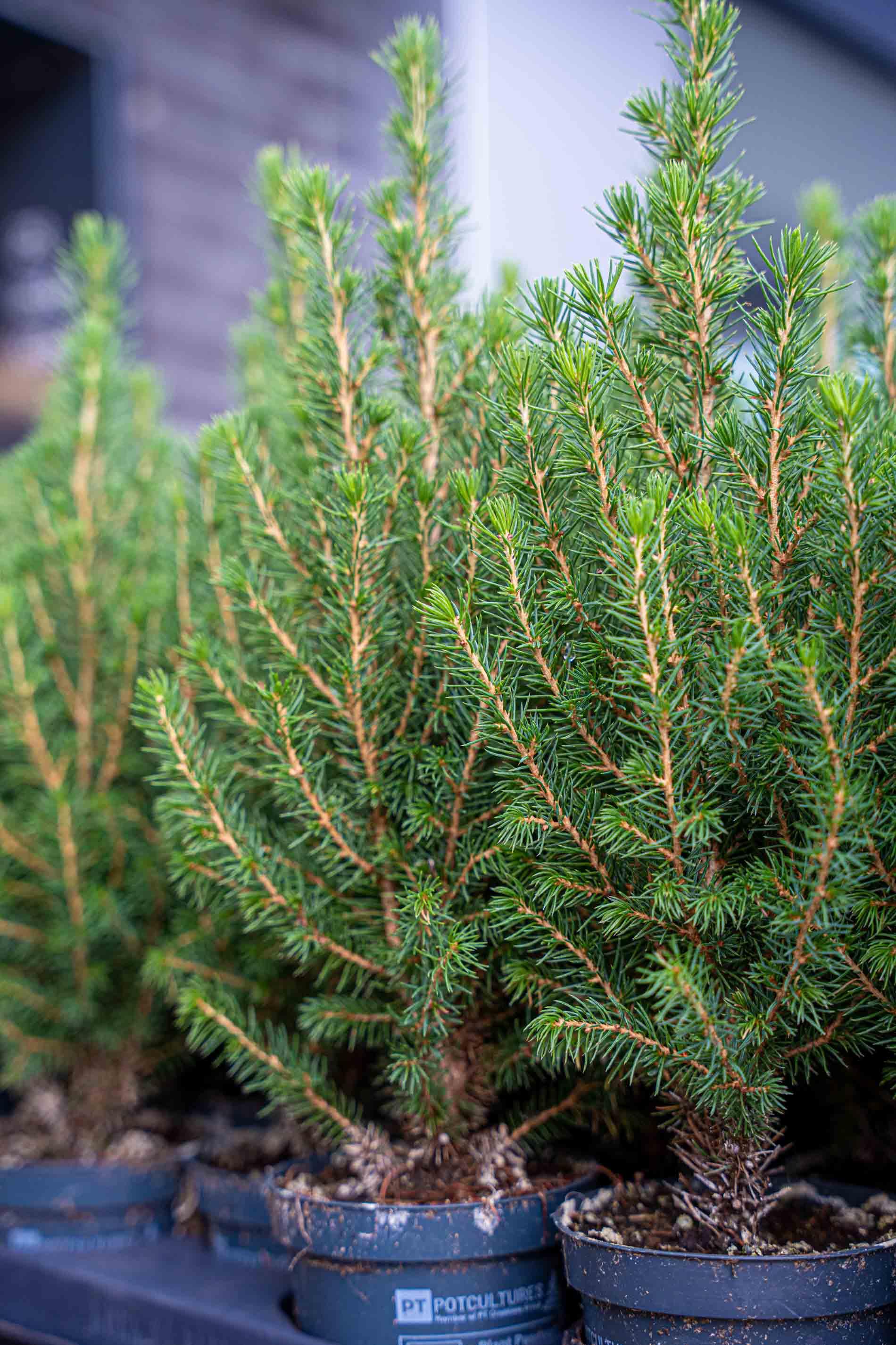 6x Mini-Kerstboom - Chamaecyparis - 25-30 cm (8720872025353)