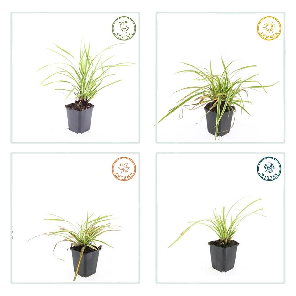 Garden basics 6x Carex morrowii 'Aureovariegata' - ↕10-25cm - Ø9cm (47631)