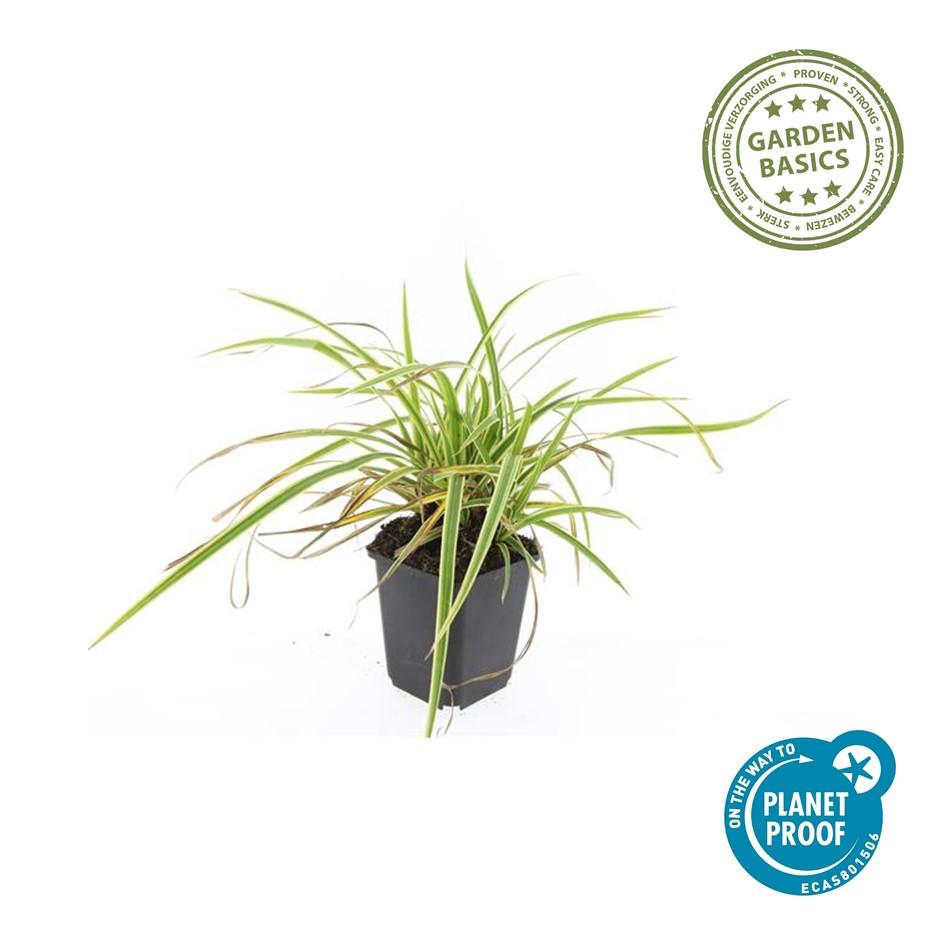 Garden basics 6x Carex morrowii 'Aureovariegata' - ↕10-25cm - Ø9cm (47631)