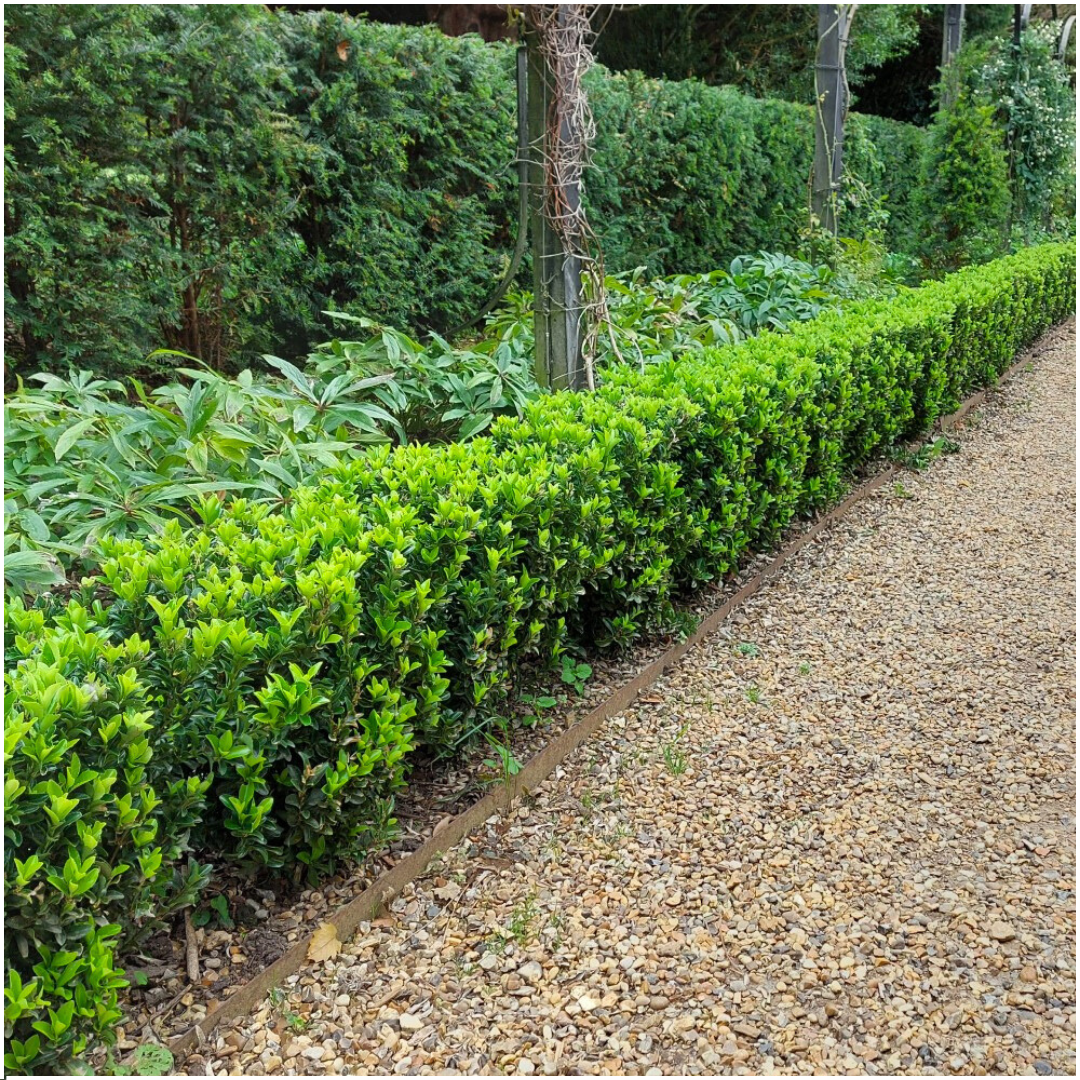 Plants by frank 48 x Euonymus 'Green Spire' - 48 x Ø 7 cm - ↨ 15 cm (8721001422432)