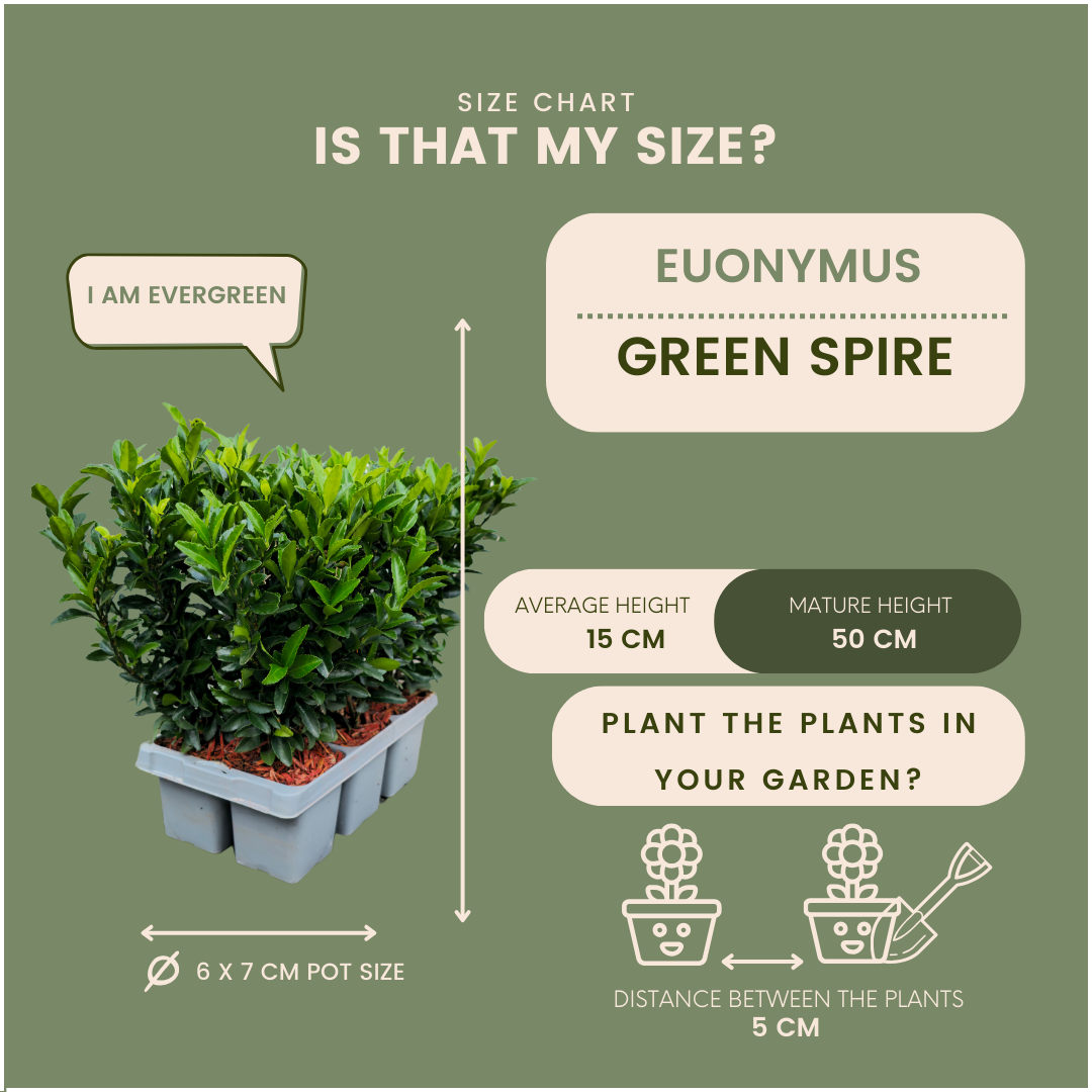 Plants by frank 48 x Euonymus 'Green Spire' - 48 x Ø 7 cm - ↨ 15 cm (8721001422432)