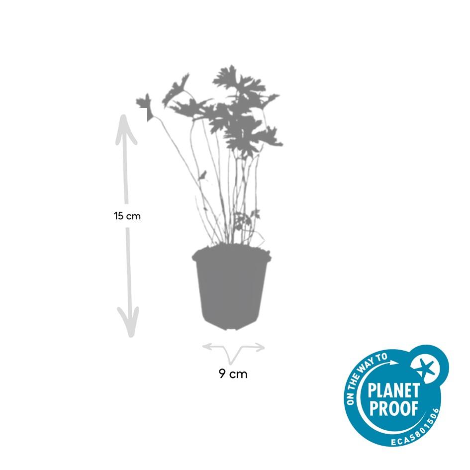 Garden basics 6x Geranium 'Johnson's Blue' - ↕10-25cm - Ø9cm (47777)