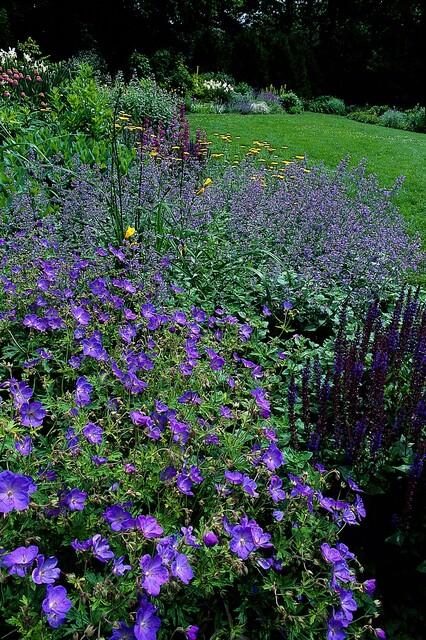 Garden basics 6x Geranium 'Johnson's Blue' - ↕10-25cm - Ø9cm (47777)