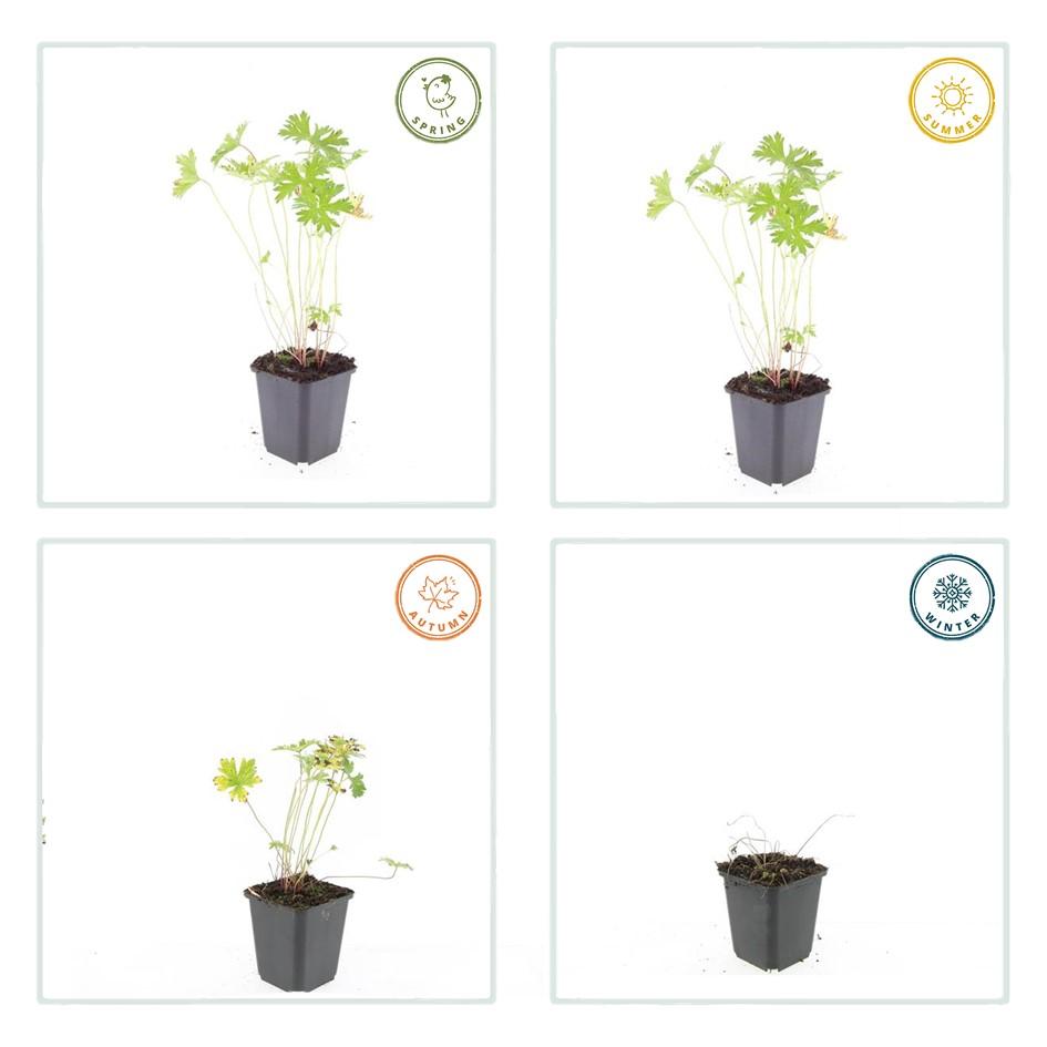 Garden basics 6x Geranium 'Johnson's Blue' - ↕10-25cm - Ø9cm (47777)