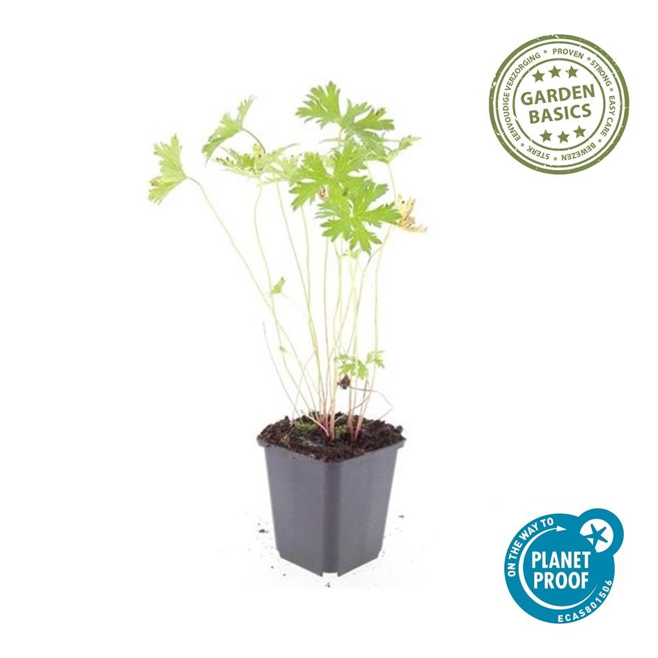 Garden basics 6x Geranium 'Johnson's Blue' - ↕10-25cm - Ø9cm (47777)