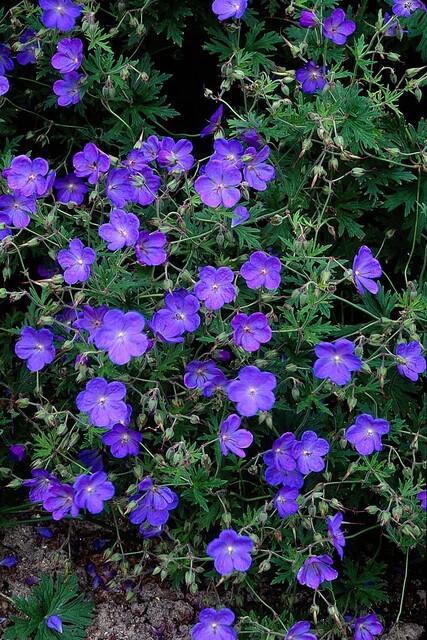 Garden basics 6x Geranium 'Johnson's Blue' - ↕10-25cm - Ø9cm (47777)