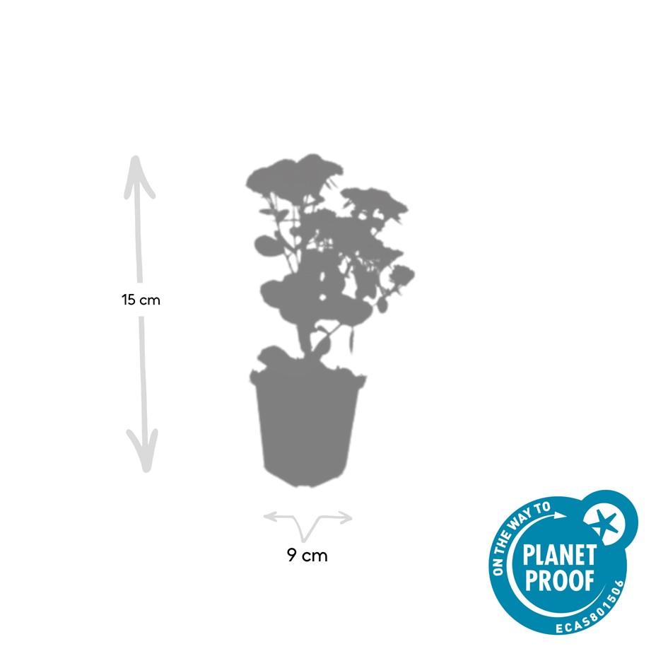 Garden basics 12x Sedum 'Herbstfreude' - ↕10-25cm - Ø9cm (47996)