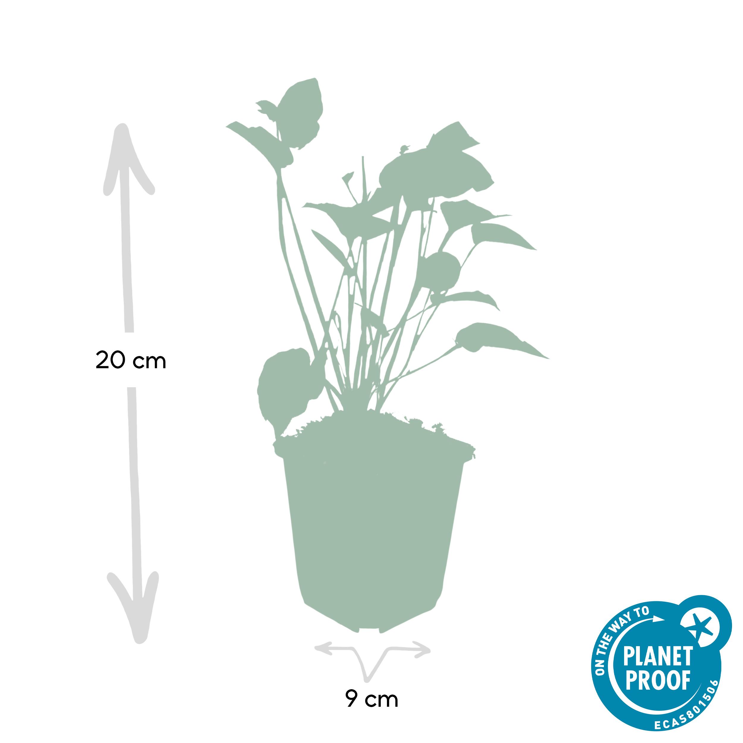 Garden basics 60x Persicaria amplexicaulis - ↕10-25cm - Ø9cm (47964)
