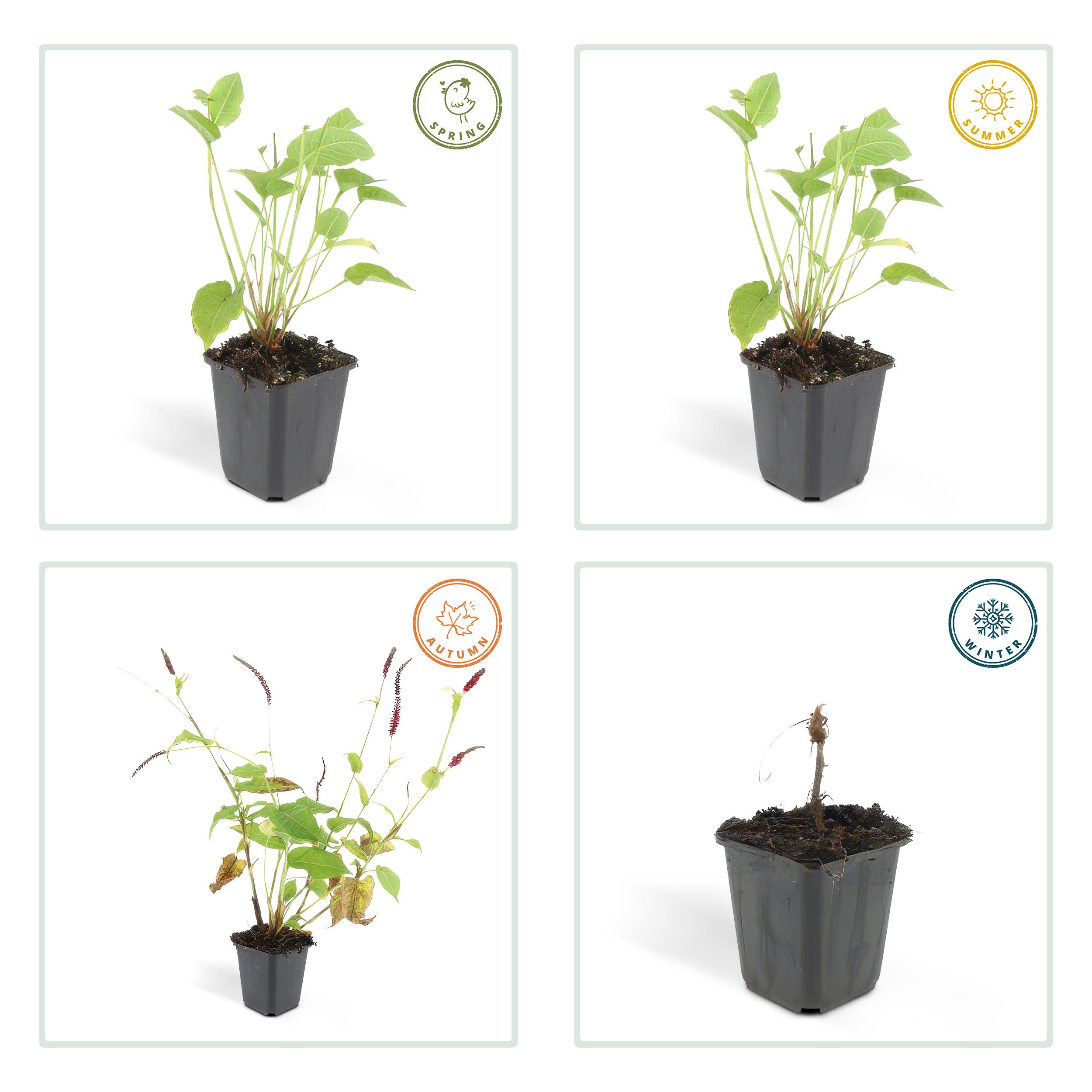 Garden basics 60x Persicaria amplexicaulis - ↕10-25cm - Ø9cm (47964)