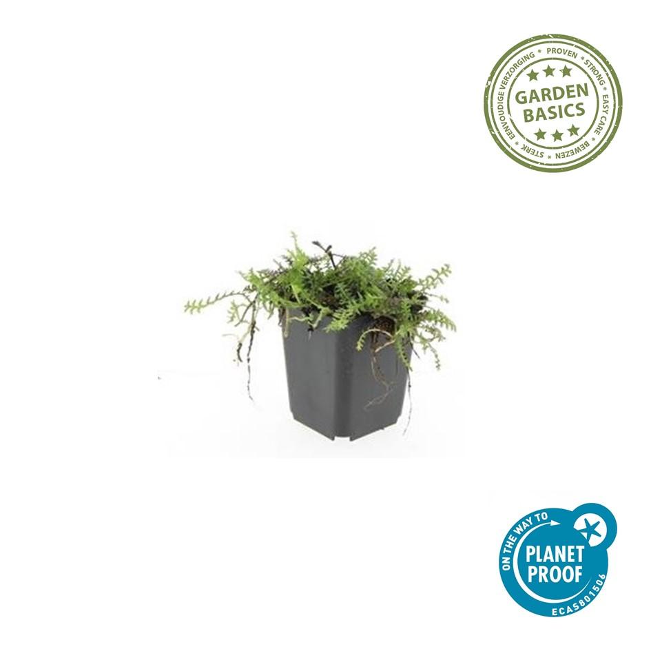 Garden basics 24x Leptinella squalida - ↕10-25cm - Ø9cm (50466)