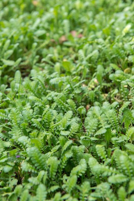Garden basics 24x Leptinella squalida - ↕10-25cm - Ø9cm (50466)