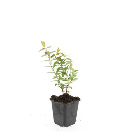 Garden basics 48x Hypericum 'Hidcote' - ↕10-25cm - Ø9cm (50441)