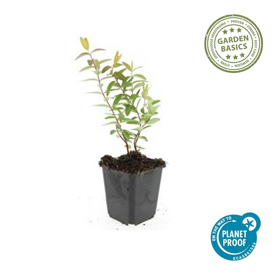 Garden basics 48x Hypericum 'Hidcote' - ↕10-25cm - Ø9cm (50441)