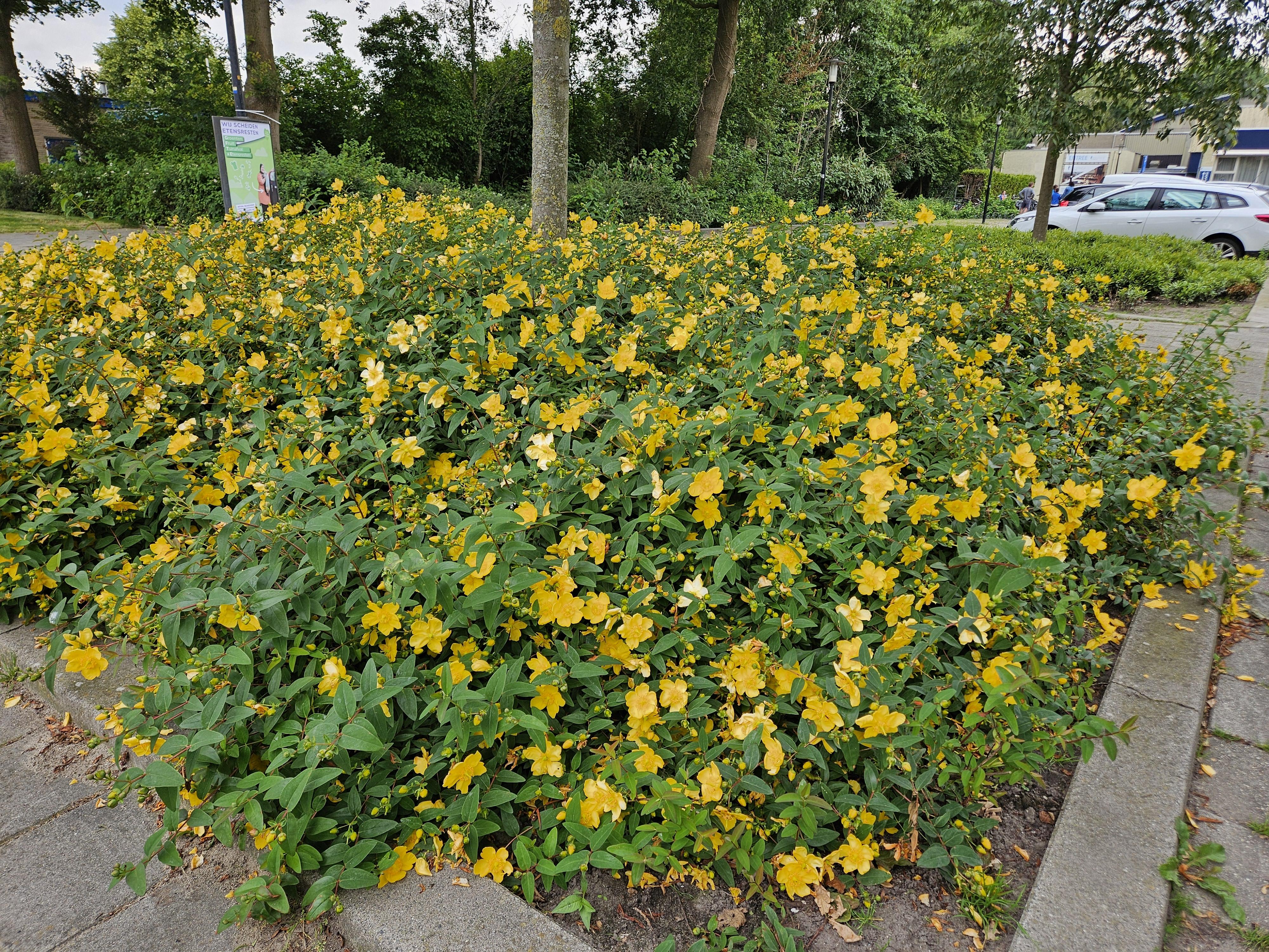 Garden basics 48x Hypericum 'Hidcote' - ↕10-25cm - Ø9cm (50441)