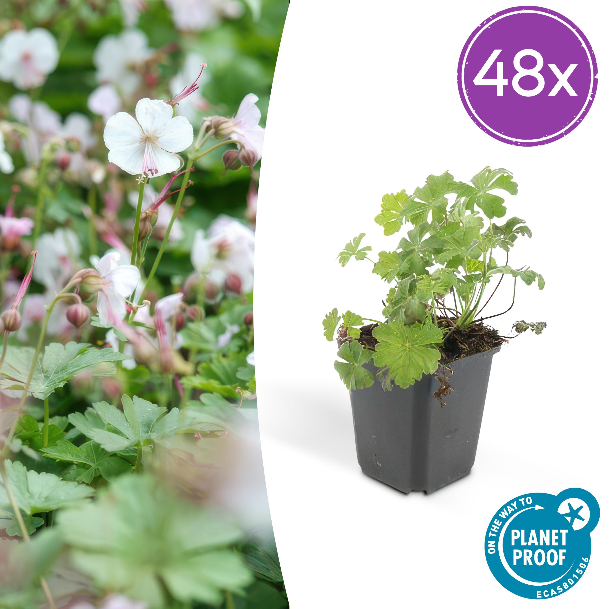 Garden basics 48x Geranium cant. 'Biokovo' - ↕10-25cm - Ø9cm (50417)