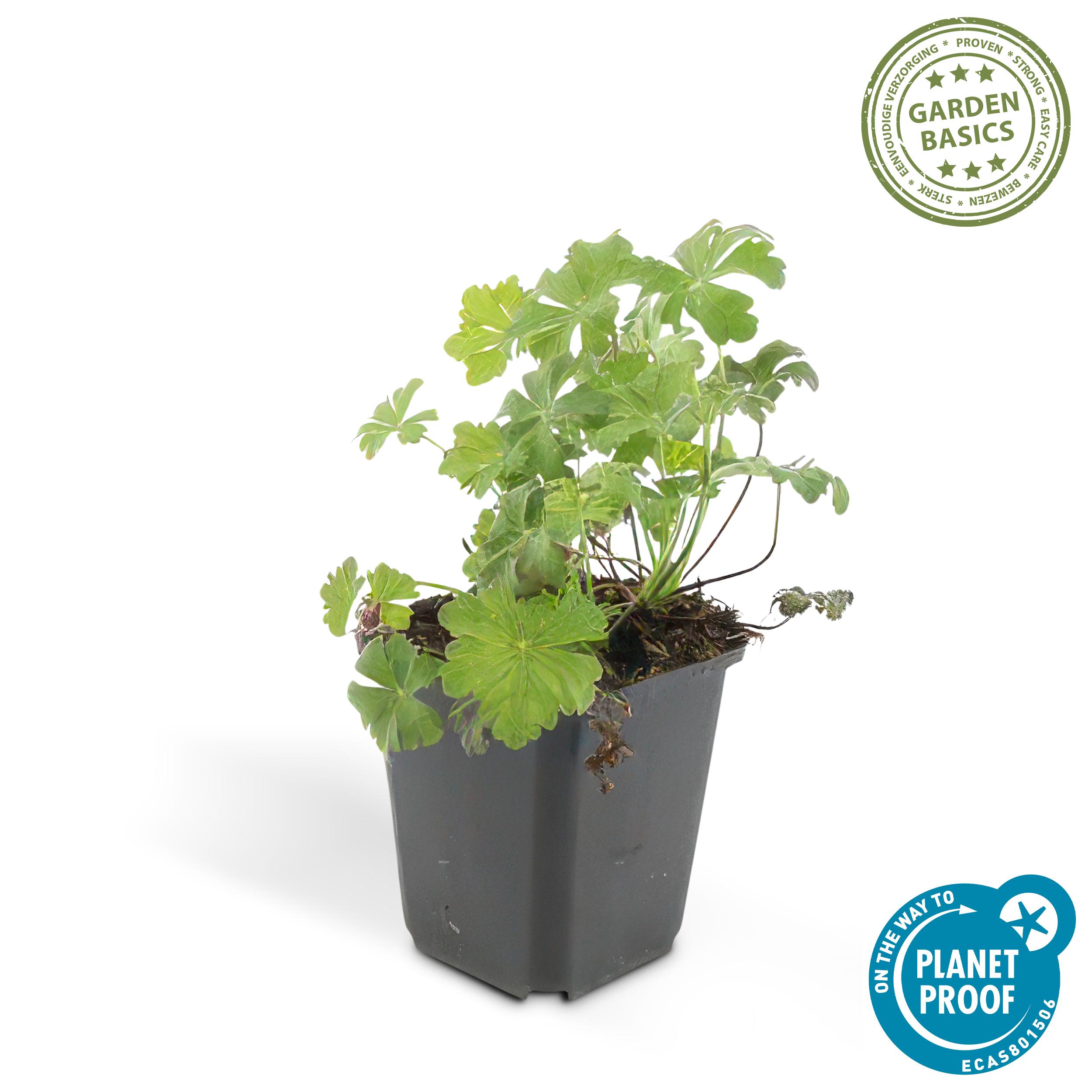 Garden basics 48x Geranium cant. 'Biokovo' - ↕10-25cm - Ø9cm (50417)