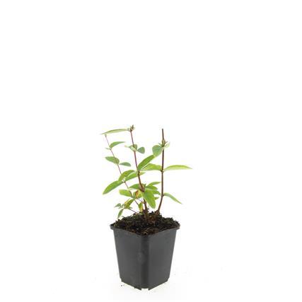 Garden basics 48x Hypericum inodorum 'Annebel' - ↕10-25cm - Ø9cm (50443)