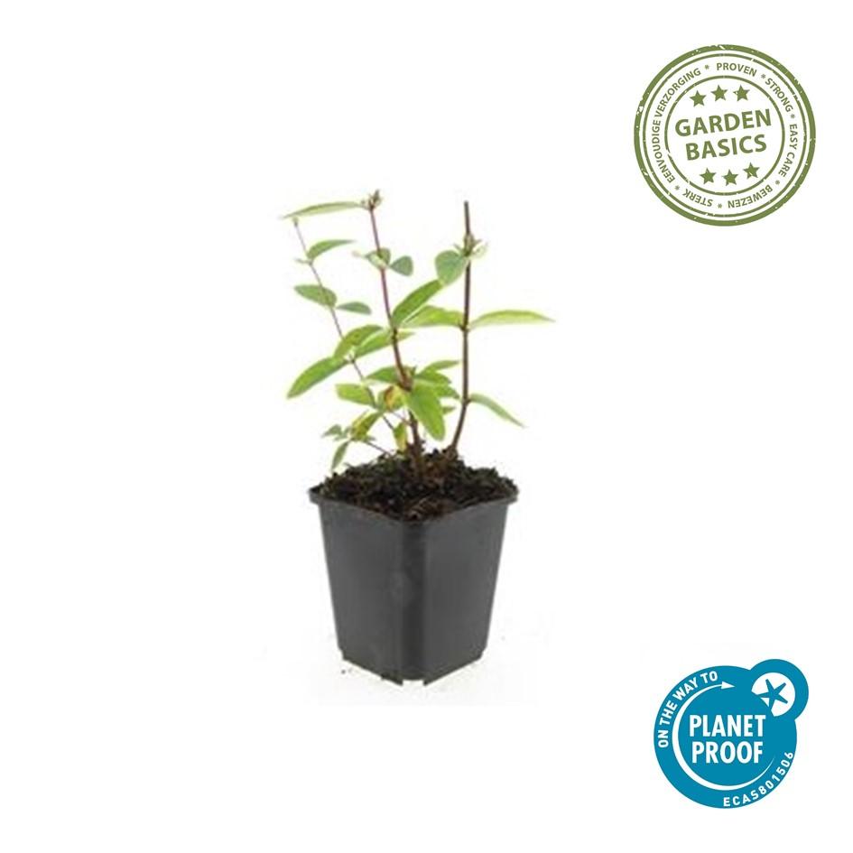 Garden basics 48x Hypericum inodorum 'Annebel' - ↕10-25cm - Ø9cm (50443)