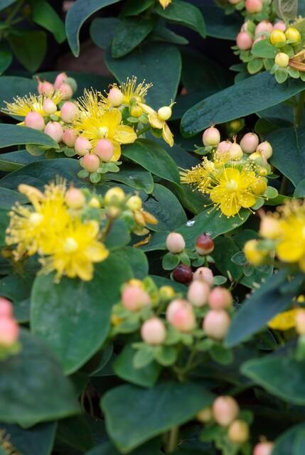 Garden basics 48x Hypericum inodorum 'Annebel' - ↕10-25cm - Ø9cm (50443)