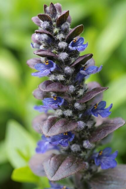 Garden basics 6x Ajuga reptans 'Catlin's Giant' - ↕10-25cm - Ø9cm (47574)