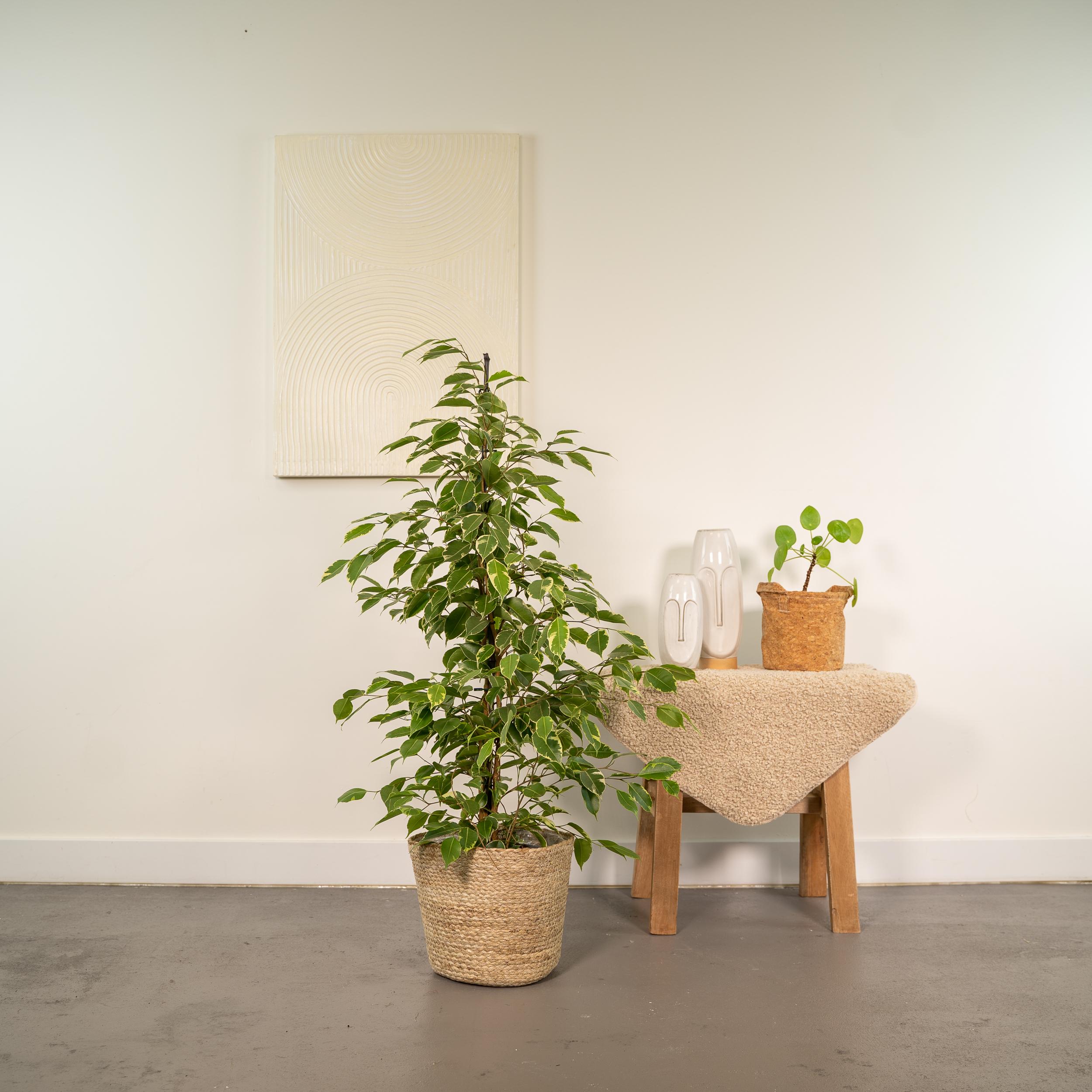 Ficus benjamina Goldenking - Mand Selin (8720634289610)