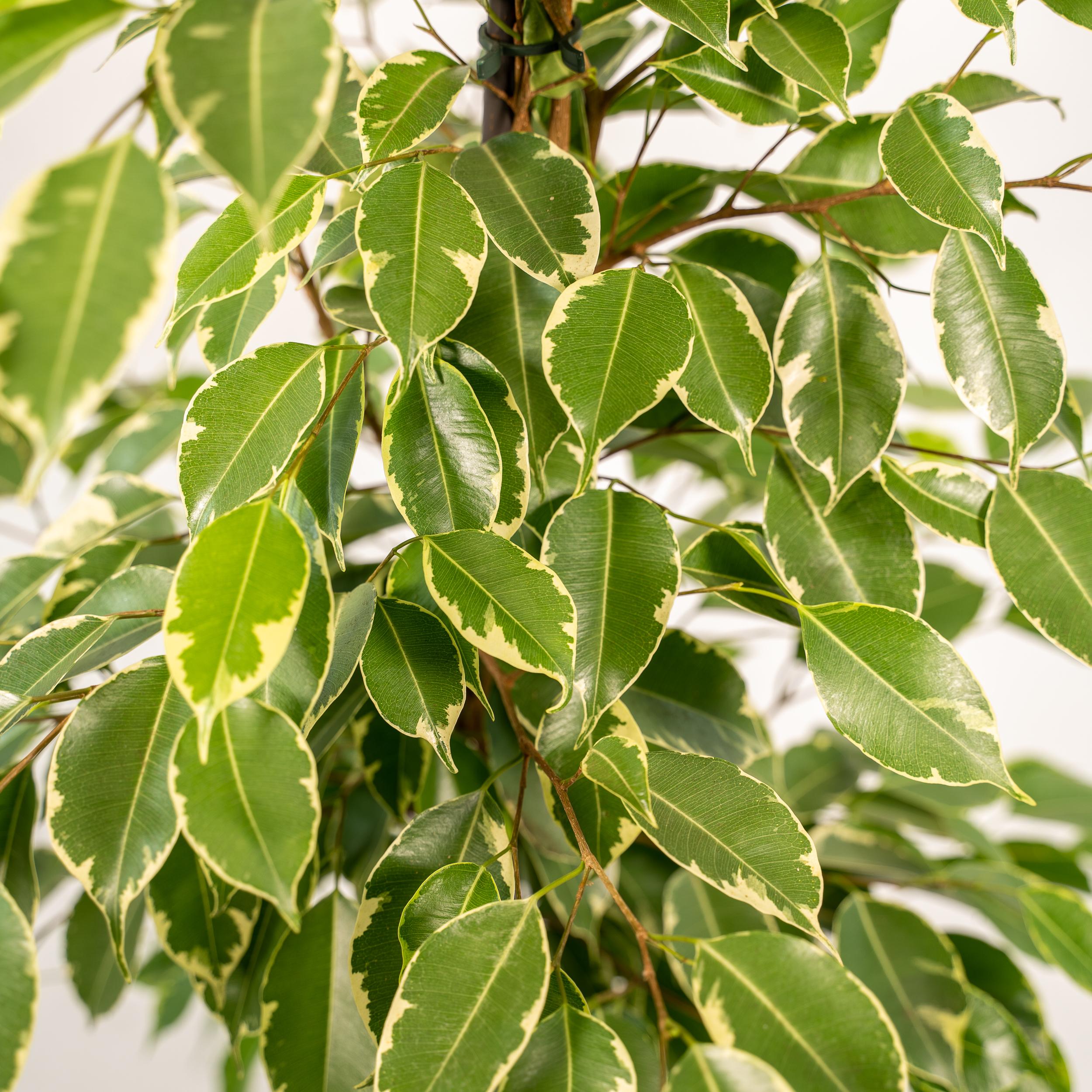 Ficus benjamina Goldenking - Mand Selin (8720634289610)