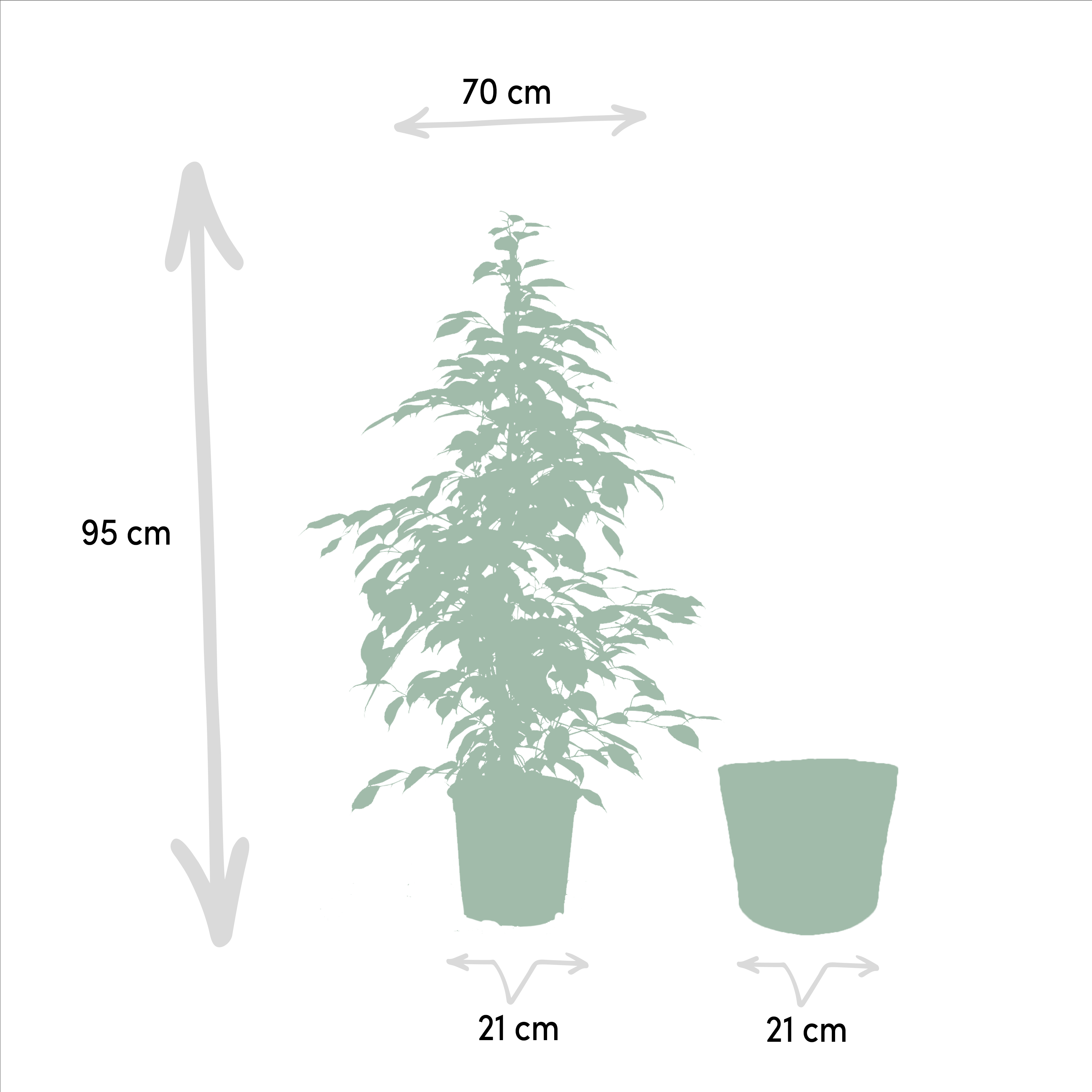 Ficus benjamina Goldenking - Mand Selin (8720634289610)