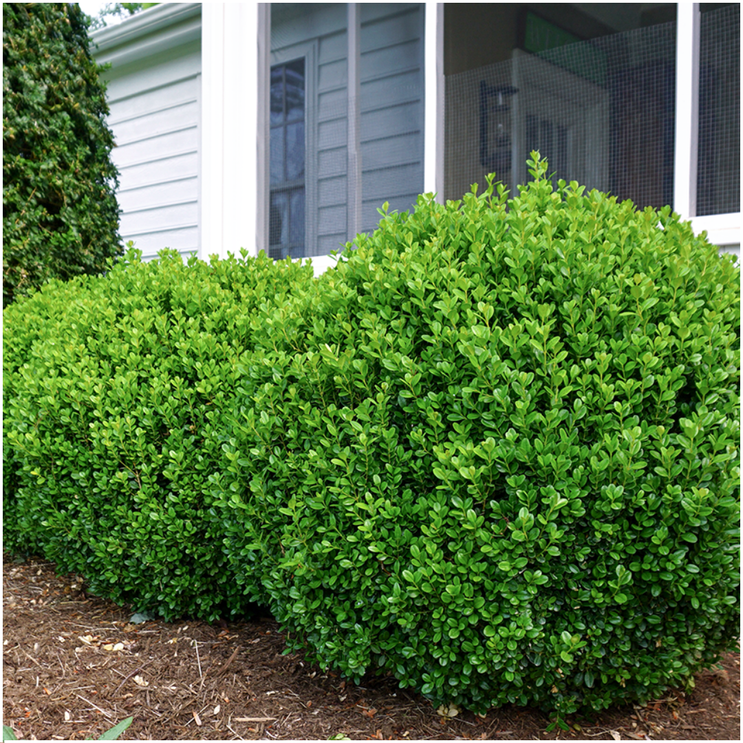 Plants by frank 12 x 6-Pack Buxus NewGen Freedom – Winterharde Groenblijvende Struiken 72 x Ø7 cm | Compacte Buxus (50238)