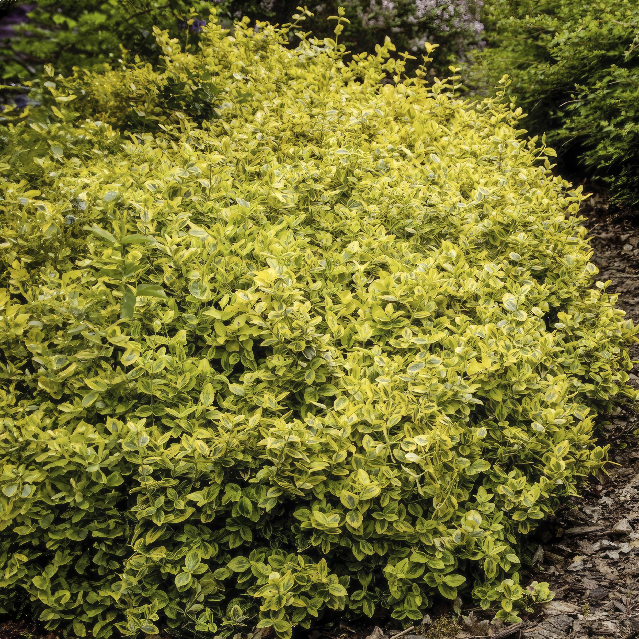Garden basics 6x Euonymus fort. 'Emerald 'n Gold’ - ↕10-25cm - Ø9cm (46909)
