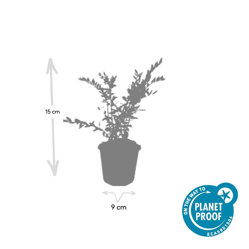 Garden basics 48x Lonicera pileata 'Purple Pearl' - ↕10-25cm - Ø9cm (50481)