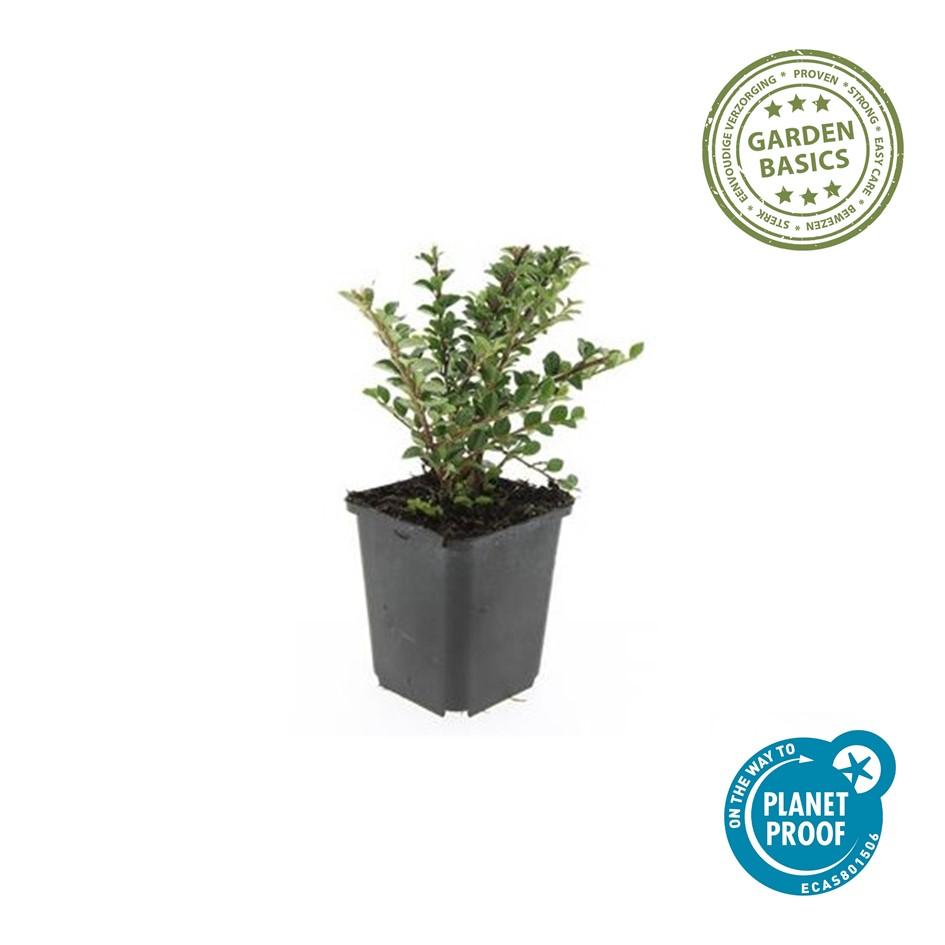 Garden basics 6x Cotoneaster horizontalis - ↕10-25cm - Ø9cm (47677)