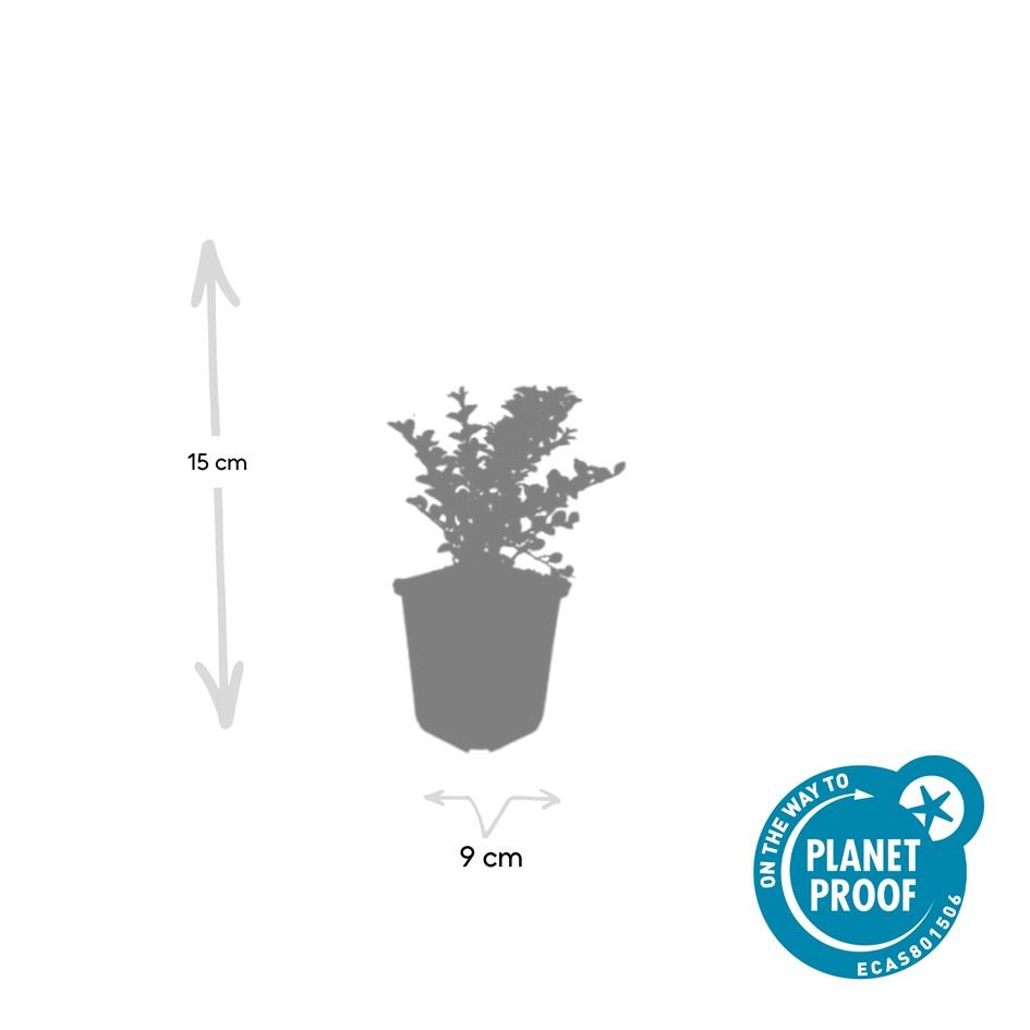 Garden basics 6x Cotoneaster horizontalis - ↕10-25cm - Ø9cm (47677)