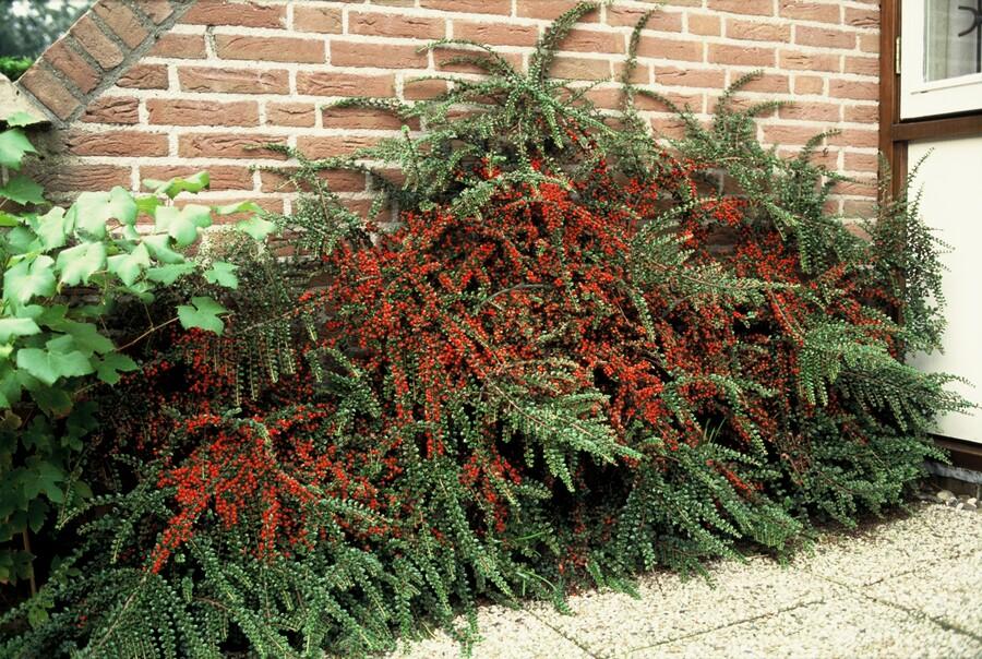 Garden basics 6x Cotoneaster horizontalis - ↕10-25cm - Ø9cm (47677)