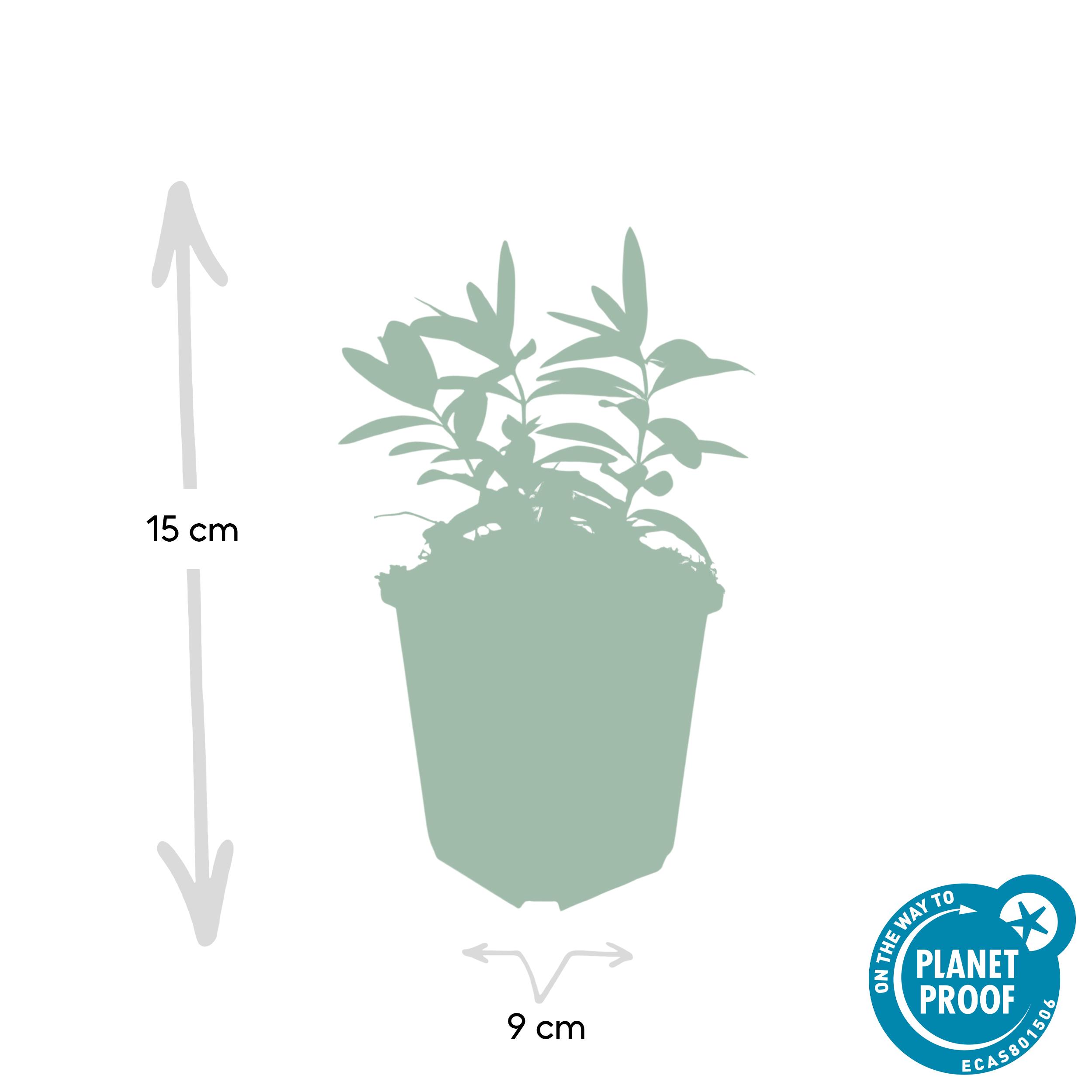 Garden basics 6x Hypericum calycinum - ↕10-25cm - Ø9cm (46939)