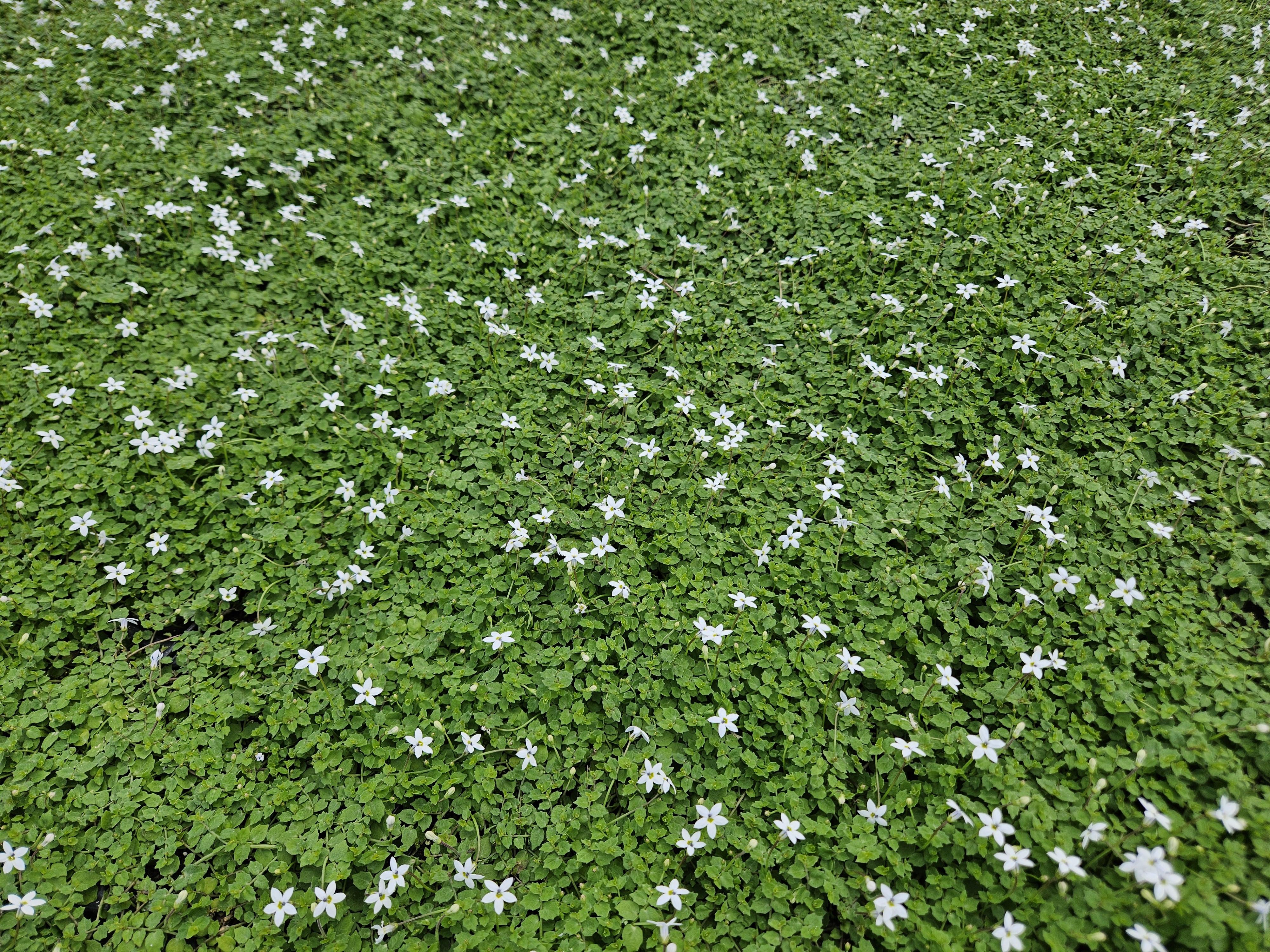 Garden basics 24x Isotoma fluviatilis 'Alba'- ↕10-25cm - Ø9cm (50455)