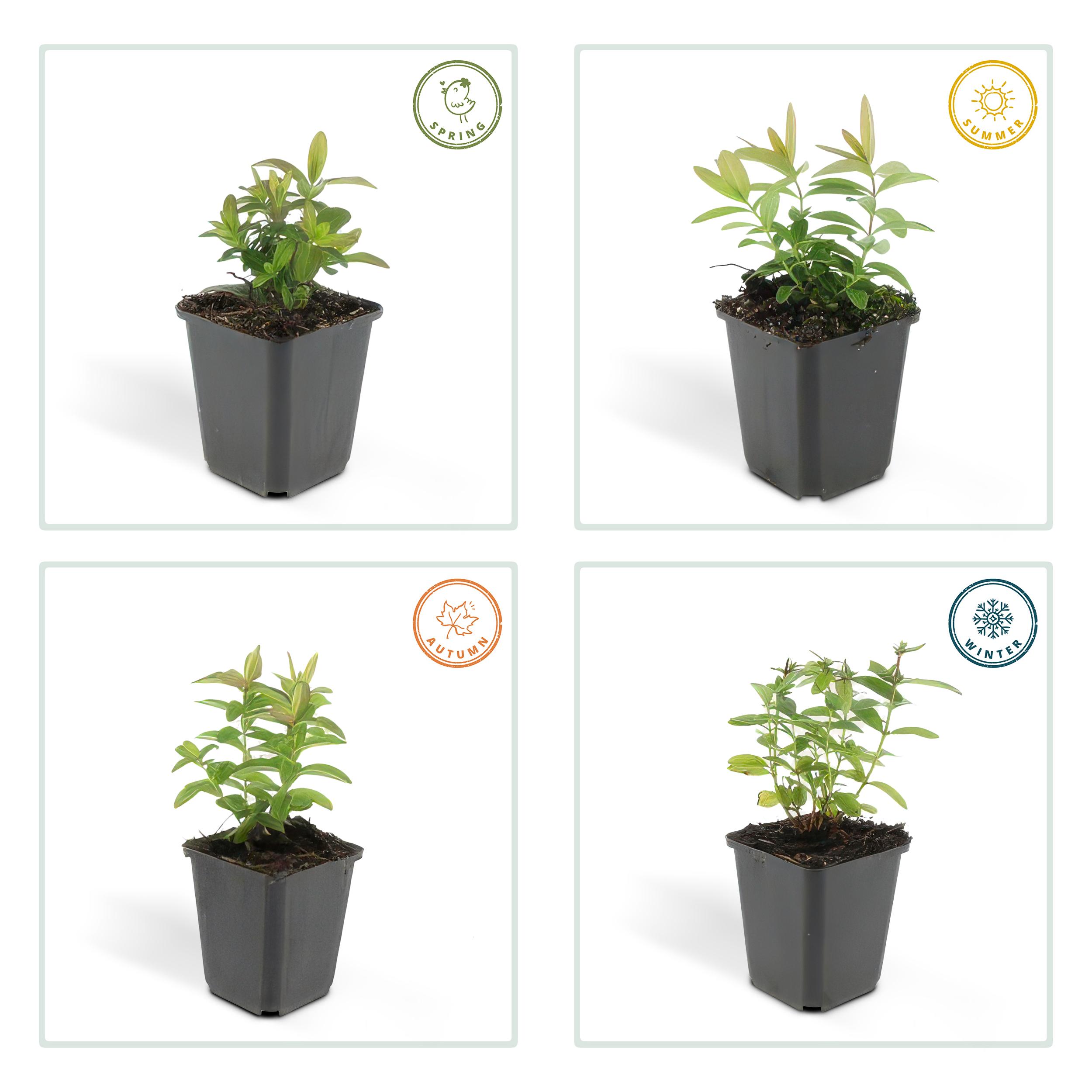 Garden basics 60x Hypericum calycinum - ↕10-25cm - Ø9cm (46943)