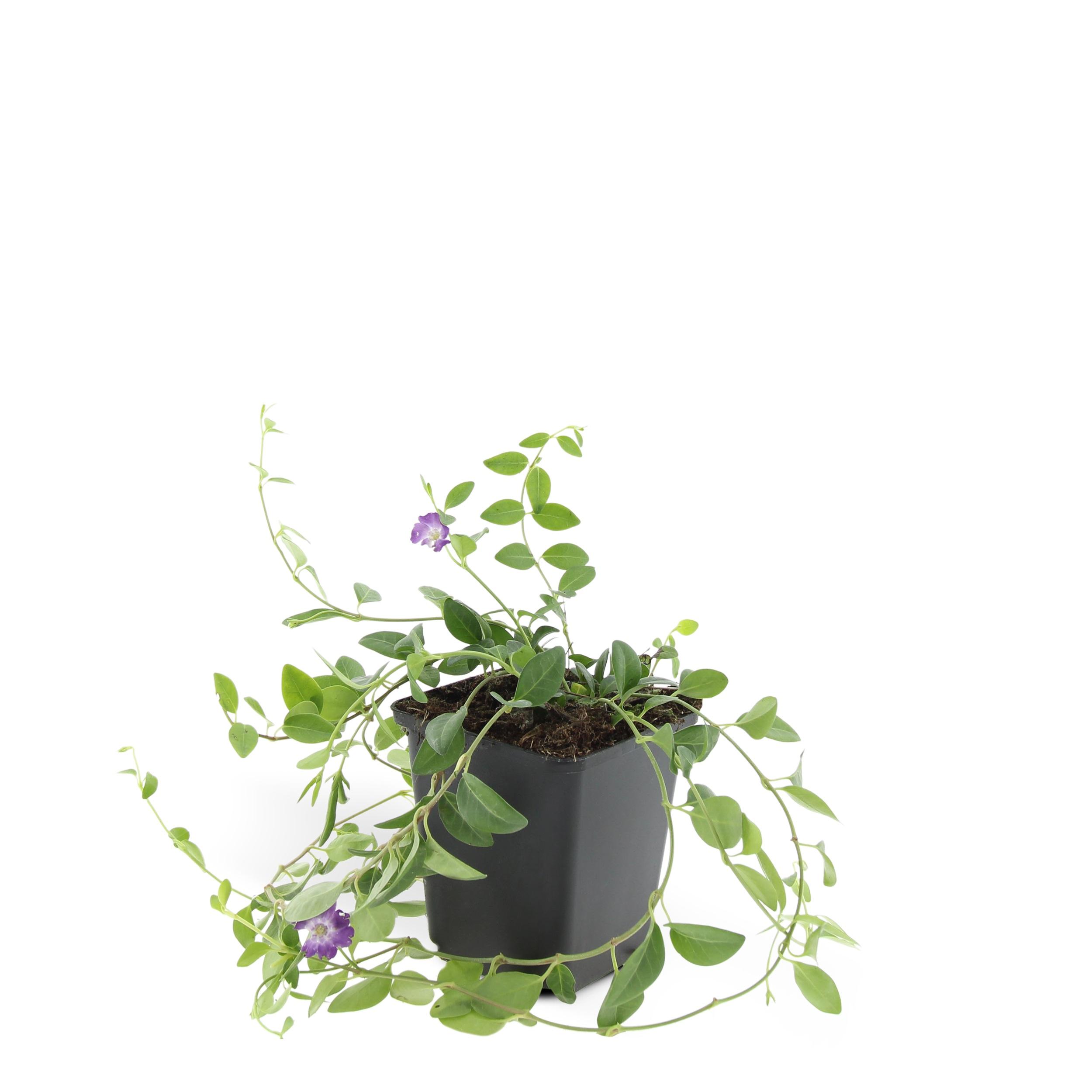 Garden basics 48x Vinca minor 'Atropurpurea', - ↕10-25cm - Ø9cm (50353)