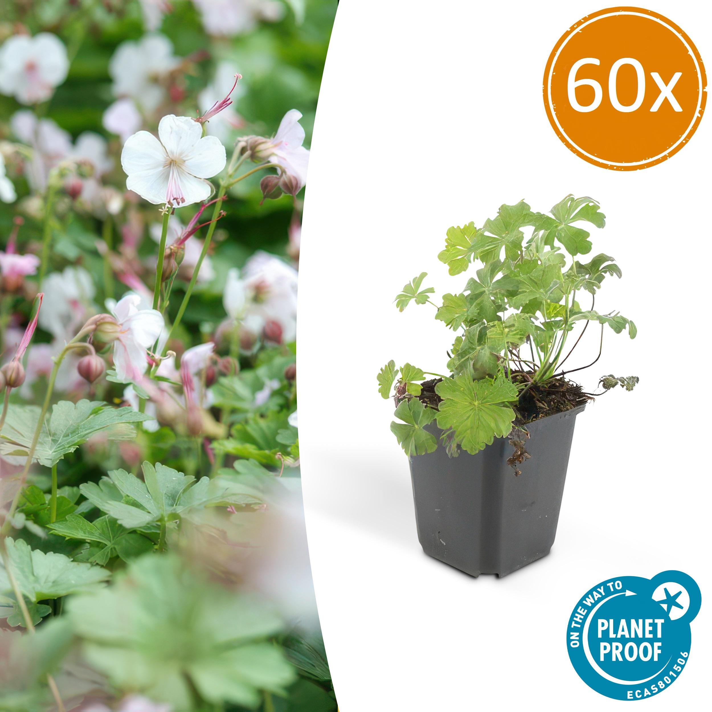 Garden basics 60x Geranium cant. 'Biokovo' - ↕10-25cm - Ø9cm (47771)