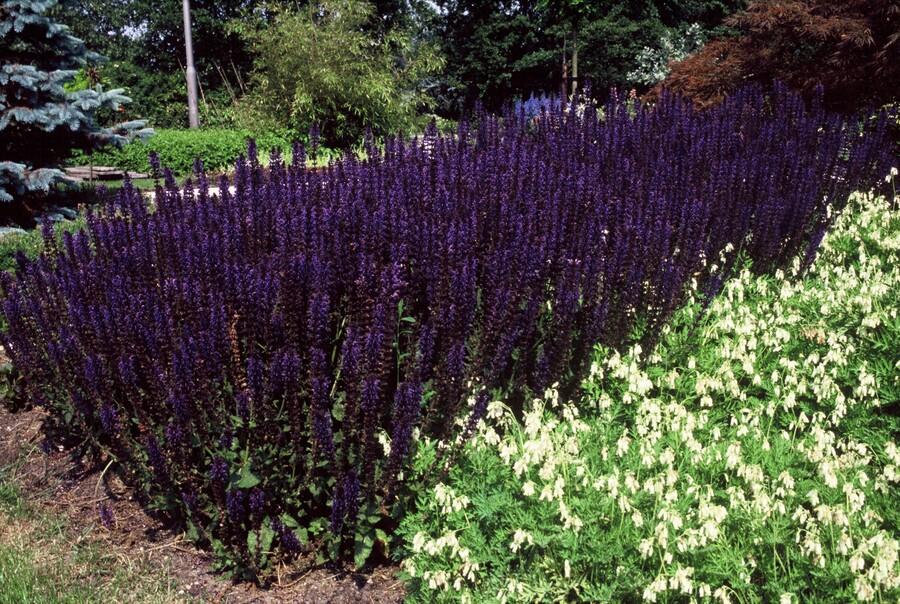Garden basics 12x Salvia nem. 'Mainacht' - ↕10-25cm - Ø9cm (47991)