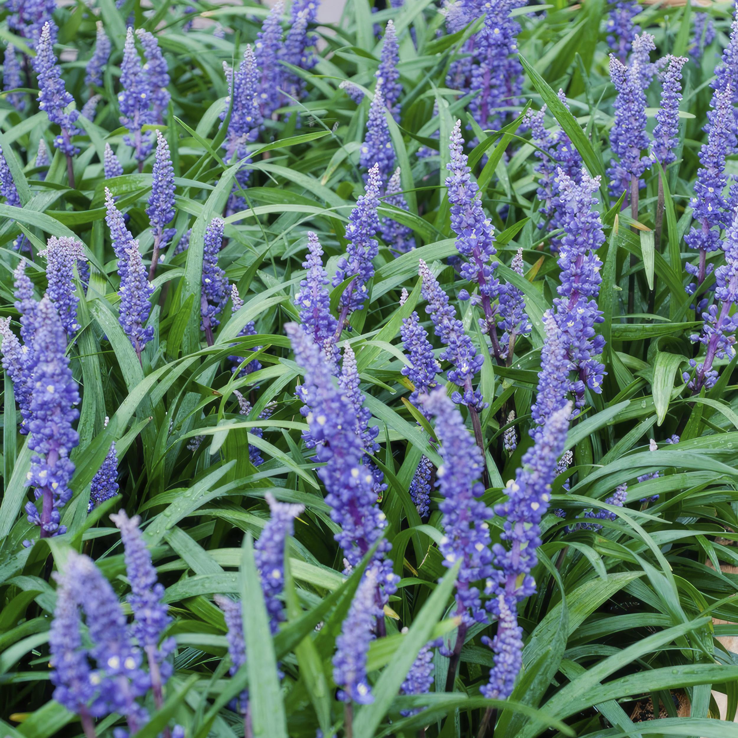 Garden basics 12x Liriope muscari 'Big Blue' - ↕10-25cm - Ø9cm (47892)