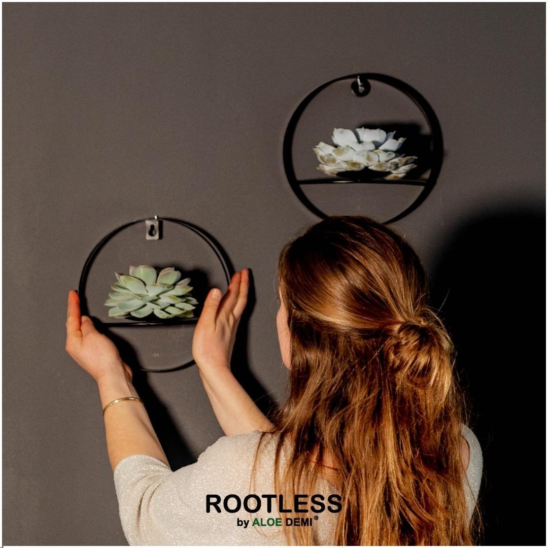 Rootless by aloe demi ROOTLESS Succulent Echeveria Pulidonis op Muurdeco standaard zwart Ø20 cm (8721001420087)