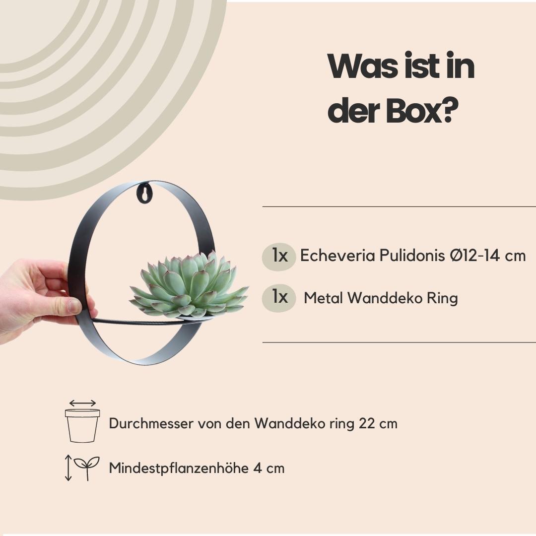 Rootless by aloe demi ROOTLESS Succulent Echeveria Pulidonis op Muurdeco standaard zwart Ø20 cm (8721001420087)