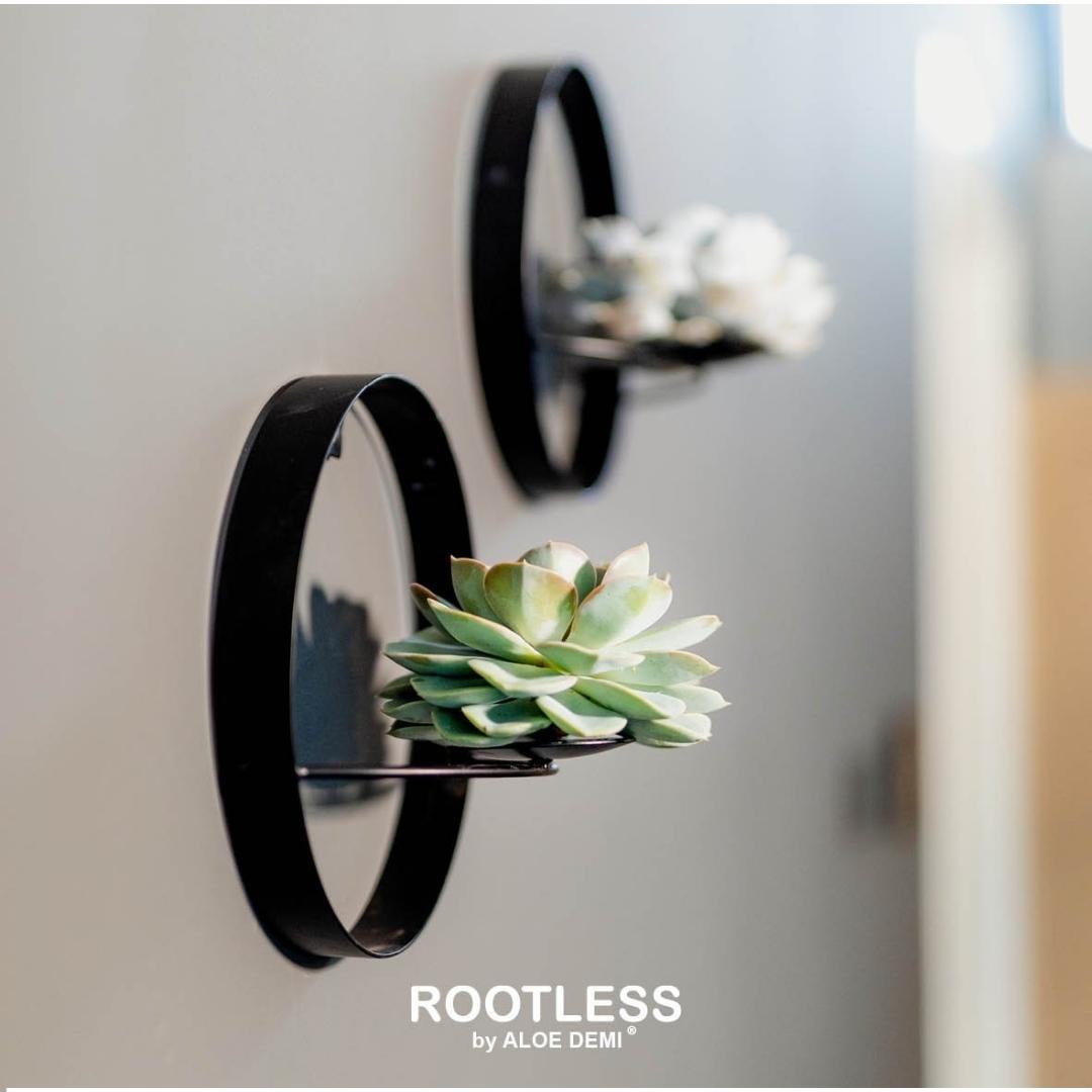 Rootless by aloe demi ROOTLESS Succulent Echeveria Pulidonis op Muurdeco standaard zwart Ø20 cm (8721001420087)